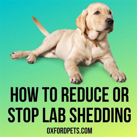 how to control labrador shedding.